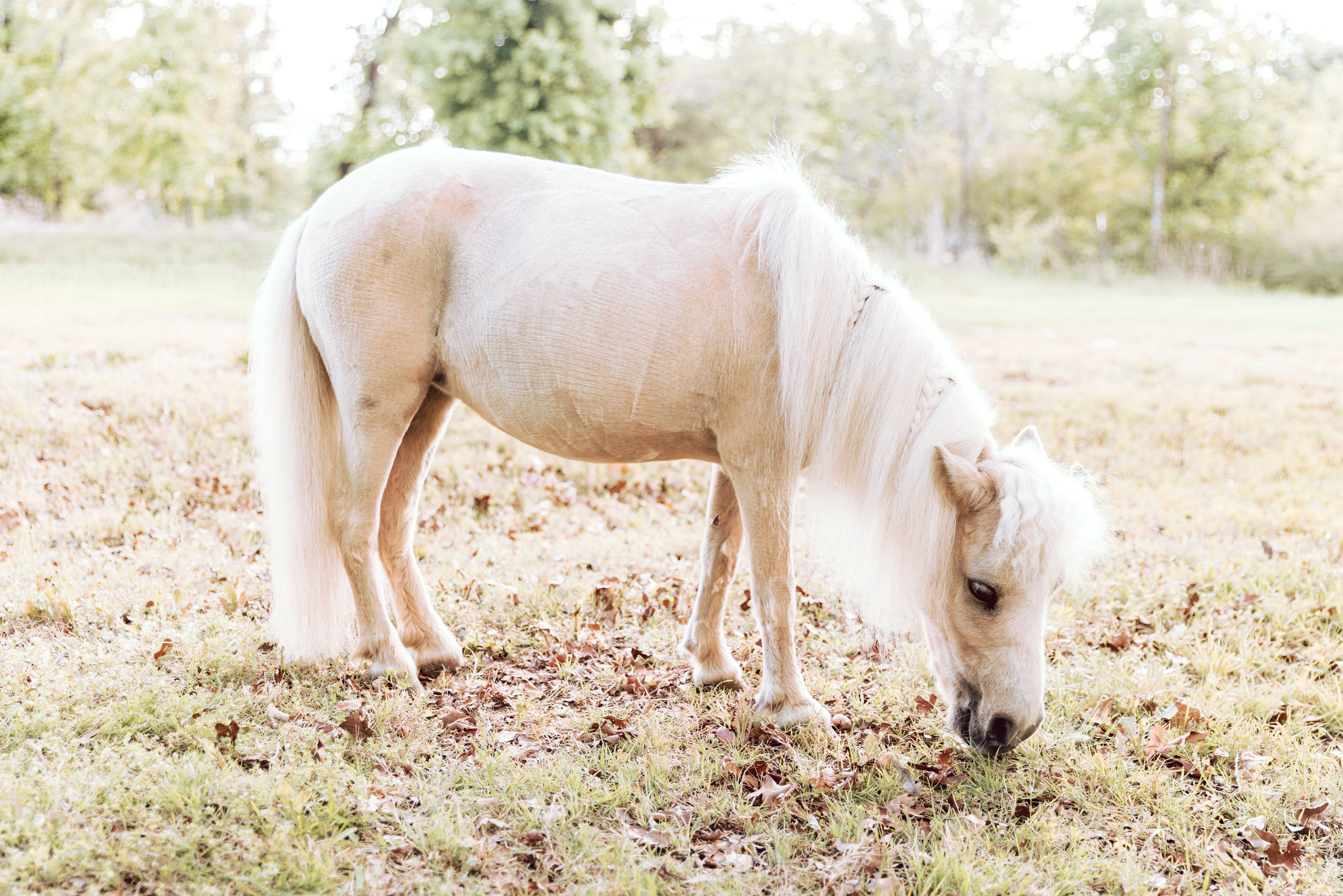 Palomino Horse